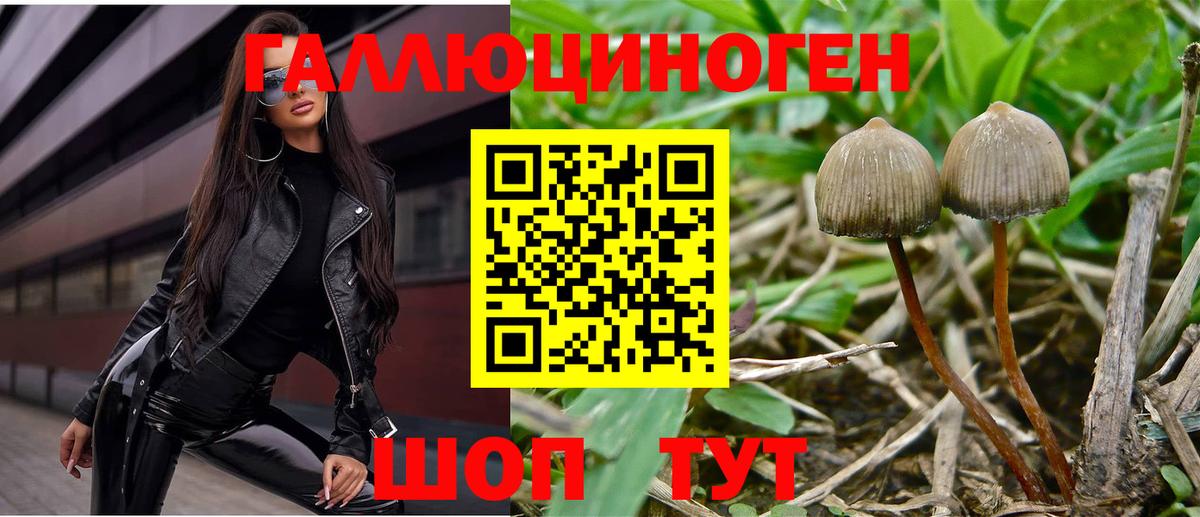 Псилоцибиновые грибы Psilocybine cubensis Омск